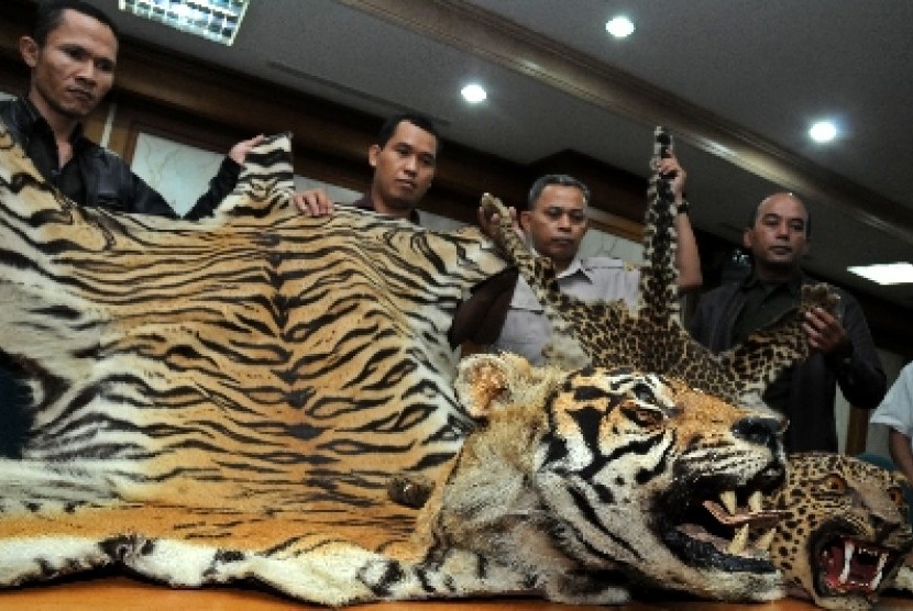 Petugas Kementerian Kehutanan menunjukan barang bukti di kantor kemenhut, Jakarta, Rabu (15/8). Kulit Harimau Sumatera (Phantera Tigris Sumatrae) dan kulit Macan Tutul (Phantera Pardus) di sita dan ditangkap satu orang tersangka saat digelar Operasi penert