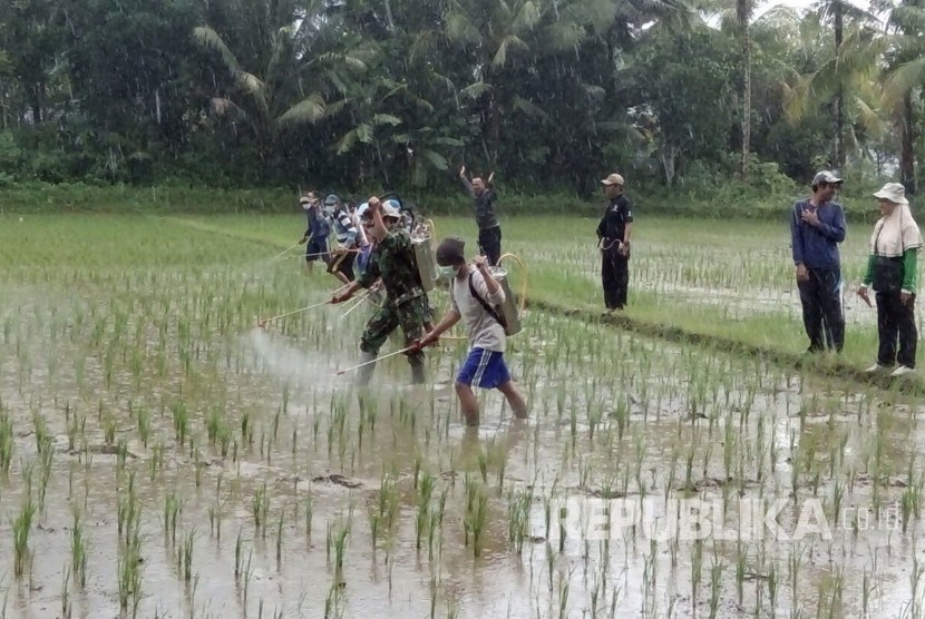 Petugas Kementerian Pertanian (Kementan) dan warga melakukan penanganan terhadap serangan organisme penganggu tanaman (OPT) di Kecamatan Surade, Kabupaten Sukabumi.