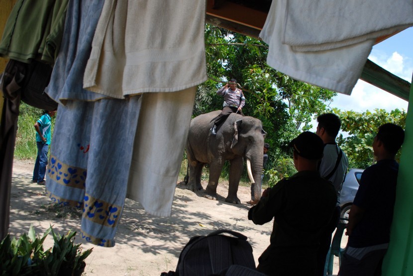Gajah Sumatera (Elephas Maximus Sumatranus) di halaman rumah warga (ilustrasi) 