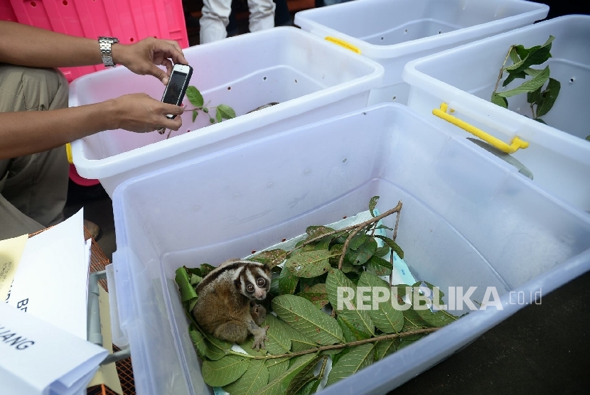 Petugas kepolisian menunjuka Kukang Jawa para rilis pengungkapan perdagangan satwa ilegal secara online dan razia pasar tradisional di Polda Metro Jaya, Jakarta, Rabu (5/10).