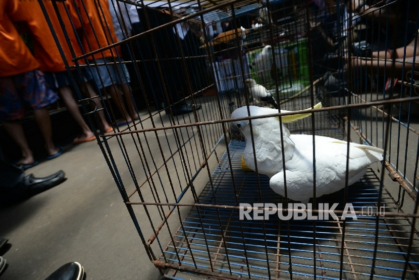 Petugas kepolisian menunjukan jalak bali para rilis pengungkapan perdagangan satwa ilegal secara online dan razia pasar tradisional di Polda Metro Jaya, Jakarta, Rabu (5/10). 