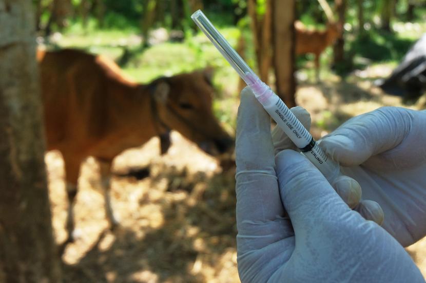 Petugas Kesehatan Hewan dan Kesehatan Masyarakat Veteriner (Keswan Kesmavet) Dinas Pertanian dan Pangan Kabupaten Jembrana mempersiapkan vaksin penyakit mulut dan kuku (PMK) untuk disuntikan pada sapi milik warga di Desa Manistutu, Jembrana, Bali. ilustrasi