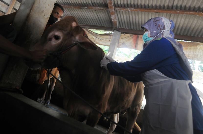 (ILUSTRASI) Petugas dari Dinas Ketahanan Pangan dan Pertanian (DKPP) Kabupaten Klaten, Jawa Tengah, menyuntikkan vaksin penyakit mulut dan kuku (PMK) pada sapi.