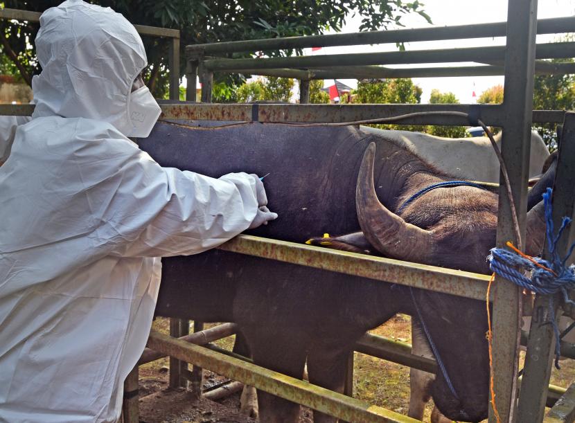 Dinas Peternakan dan Kesehatan Hewan Provinsi Bengkulu menyebutkan, sebanyak 4.428 hewan ternak di Provinsi Bengkulu dinyatakan sembuh dari Penyakit Mulut dan Kuku (PMK). (ilustrasi)