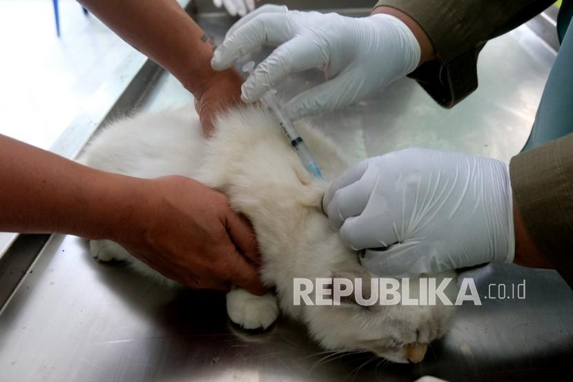 Petugas kesehatan hewan menyuntikkan vaksin rabies pada seekor kucing (ilustrasi). Dinas Pertanian Kabupaten Mukomuko, Provinsi Bengkulu, mendapatkan tambahan sebanyak 1.500 dosis vaksin rabies untuk anjing, kucing, dan monyet dari pemerintah provinsi.