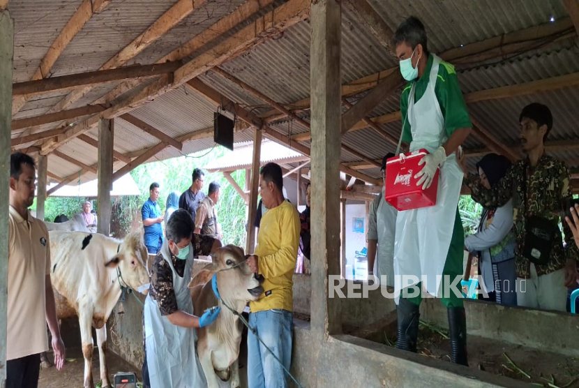 Petugas Kesehatan Hewan Tengah Melakukan Vaksinasi Hewan Ternak di Kampung Bonteng, RT 02/02, Desa Sumurbandung, Kecamamatan Cipatat, Kabupaten Bandung Barat (KBB), Jawa Barat pada Kamis (30/1/2025).