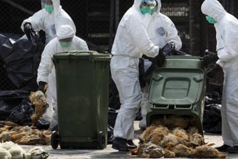 Petugas kesehatan Hong Kong mengepak ayam-ayam mati, Kamis (28/1/2014) untuk kemudian dimusnahkan dalam langkah mengatasi penyebaran virus mematikan flu burung tipe H7N9.