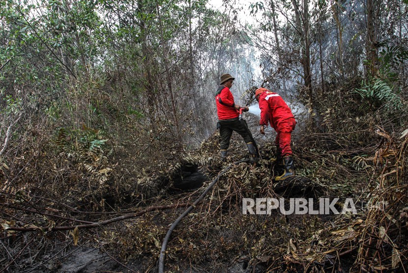 Petugas Manggala Agni menyemprotkan air ke lahan gambut yang terbakar, di Pekanbaru, Riau, Rabu (21/2).