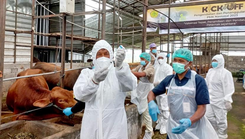 Petugas melaksanakan vaksinasi PMK di Desa Kadirejo, Kecamatan Pabelan, Kabupaten Semarang, Jawa Tengah. Vaksinasi booster untuk ternak di Yogyakarta dituntaskan untuk mencegah PMK.