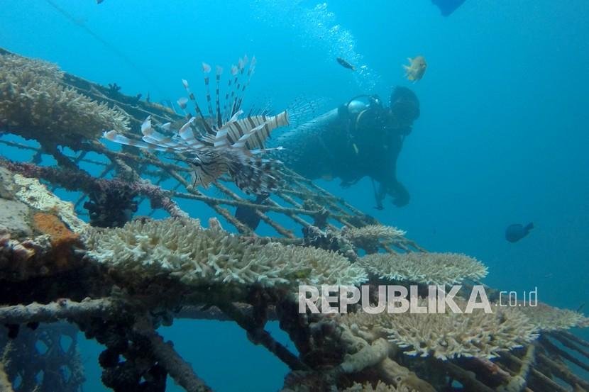 Petugas melakukan pengecekan terumbu karang di perairan Bangsring, Banyuwangi, Jawa Timur, Senin (21/9/2020). Terumbu karang yang merupakan hasil transplantasi oleh nelayan Bangsring sejak tahun 2009 di kawasan konservasi seluas 15 hektar itu, saat ini sudah menjadi tempat berbagai jenis biota laut.