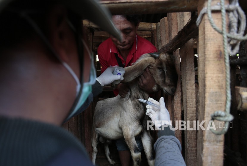 Petugas melakukan penyuntikan vaksin antraks di Desa Dadapayu, Semanu, Gunungkidul, DI Yogyakarta (ilustrasi)