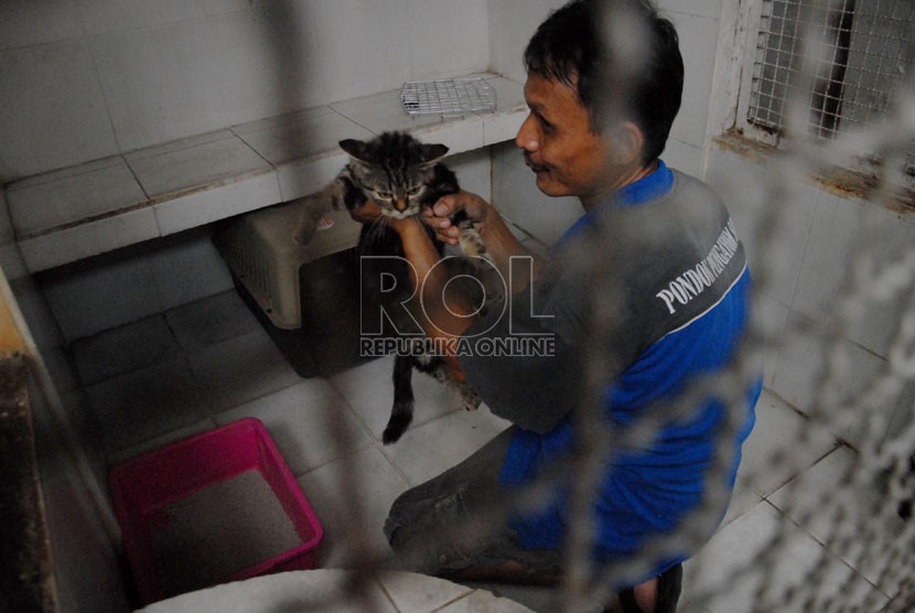 Petugas melakukan perawatan dan penitipan hewan kepada sejumlah kucing yang dititipkan pemiliknya di Pondok Pengayom Satwa Ragunan, Jakarta Selatan, (26/7). (Republika/Rakhmawaty La'lang)