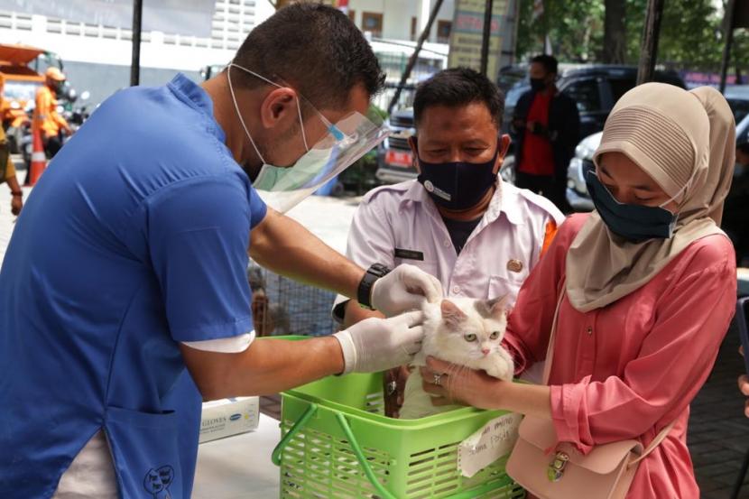 Petugas melakukan vaksin rabies ke kucing dan anjing.