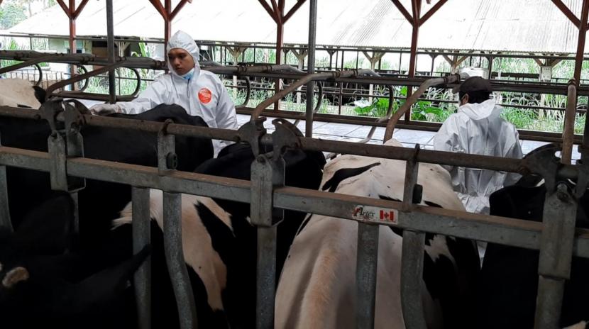 Petugas melakukan vaksinasi kepada hewan ternak di sentra ternak sapi perah, Kecamatan Cikajang, Kabupaten Garut, Senin (20/6/2022). Pemkab Garut menjanjikan untuk berikan kompensasi terhadap ternak mati akibat PMK.