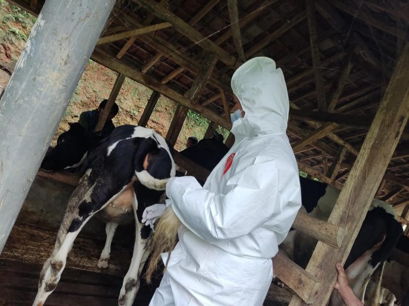 Petugas melakukan vaksinasi kepada hewan ternak di sentra ternak sapi perah, Kecamatan Cikajang, Kabupaten Garut, Jawa Barat. Dinas Ketahanan Pangan dan Peternakan (DKPP) Jawa Barat melansir sebanyak 11 daerah sudah dipastikan zero case PMK. (ilustrasi).