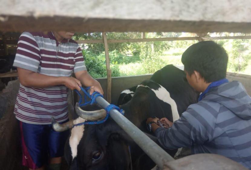 Petugas melakukan vaksinasi PMK kepada hewan ternak di sejumlah wilayah Kabupaten Tasikmalaya, Selasa (28/6/2022). Pelaksanaan Vaksinasi PMK di Kabupaten Tasikmalaya Terkendala Cuaca 