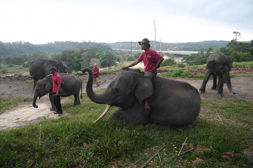 Petugas melatih gajah di Pusat Konservasi Gajah Minas, Riau.  Pihak Balai Besar Sumberdaya Alam (BBKSDA) Riau membenarkan seekor gajah menyeberangi jalur Tol Pekanbaru-Dumai (Permai)