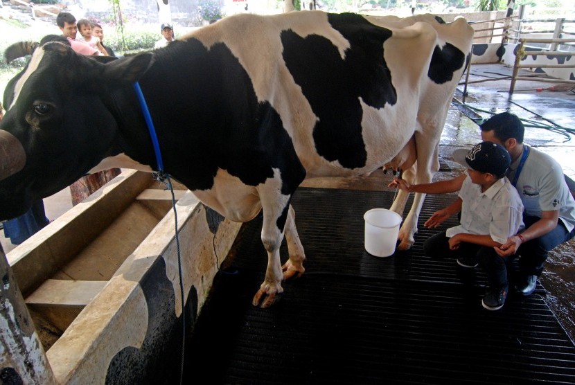 Peternakan sapi perah (Ilustrasi). Cimory yang merupakan produsen-distibutor produk susu mendapat pesanan 19,4 juta saham dari ADB setelah menawarkan saham perdananya di Bursa Efek Jakarta. 