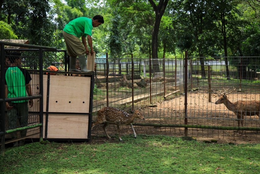 Petugas memasukkan satwa koleksi baru Taman Satwa Taru Jurug (TSTJ) berupa seekor rusa tutul (Axis axis) ke dalam salah satu kandang di TSTJ Solo, Jawa Tengah, Selasa (29/3).