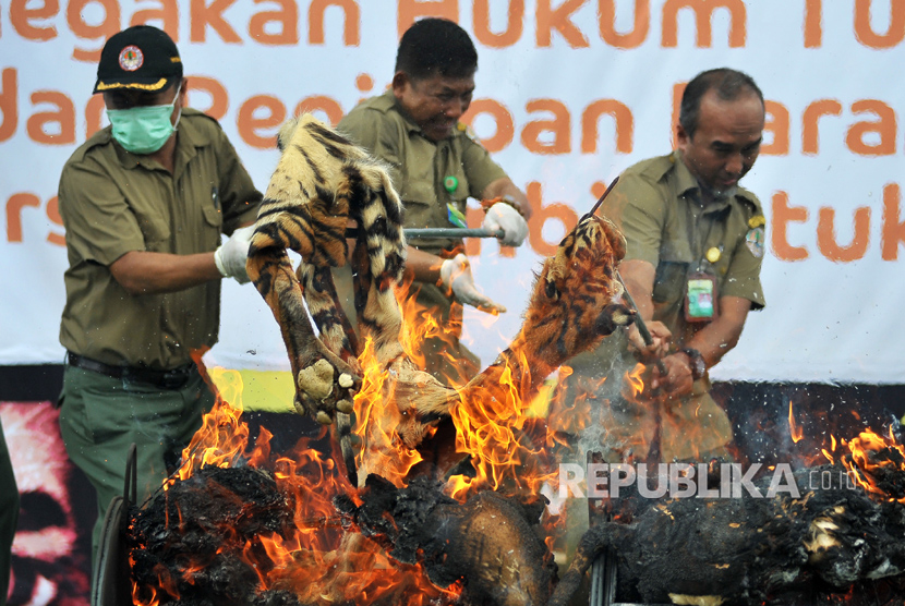 Petugas membakar barang bukti kulit harimau Sumatera (Panthera tigris sumatrae) hasil operasi penegakan hukum saat pemusnahan di kantor Balai Konservasi Sumber Daya Alam (BKSDA) Jambi, Telanaipura, Jambi, Minggu (30/7).