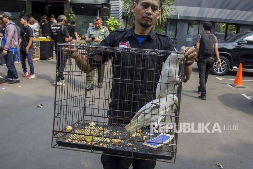 Petugas membawa barang bukti burung kakaktua goffin (Cacatua goffiniana) untuk dihadirkan saat rilis perdagangan satwa dilindungi di Polda Metro Jaya, Jakarta, Rabu (26/9). 