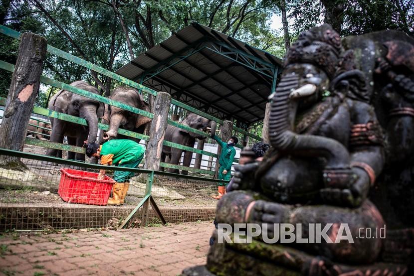 Petugas memberi makan Gajah sumatra (Elephas maximus sumatrensis) di Taman Margasatwa Ragunan, Jakarta, Senin (20/4/2020). Pihak pengelola Taman Margasatwa Ragunan akan membatasi jumlah pengunjung harian.