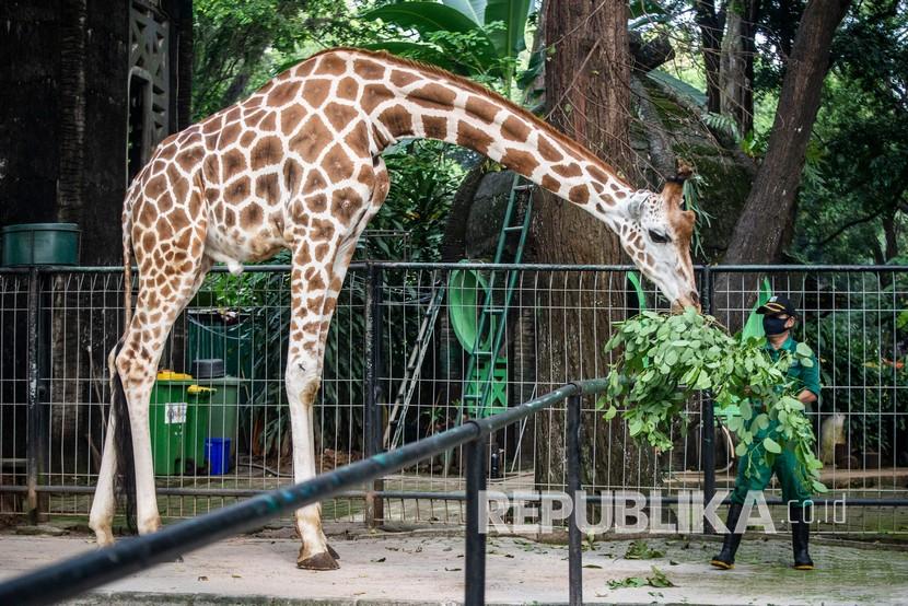 Petugas memberi makan Jerapah (Giraffa) di Taman Margasatwa Ragunan, Jakarta. (ilustrasi)