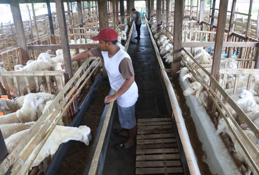 Pemerintah Provinsi Kepulauan Riau (Kepri) melarang kabupaten/kota setempat memesan hewan ternak dari daerah-daerah wabah penyakit mulut dan kuku (PMK). Ilustrasi.