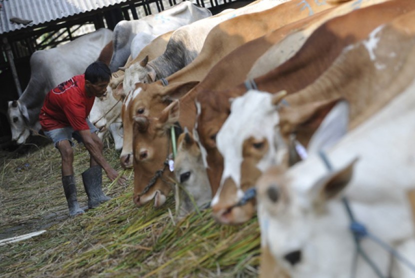 Petugas memberi makan sapi-sapi lokal yang sedang digemukkan di Rumah Potong Hewan Terpadu Bogor, Jawa Barat, Senin (18/7). Pemerintah akan membentuk konsorsium peternakan sapi untuk memudahkan distribusi jutaan daging sapi lokal sebagai dukungan terhadap 