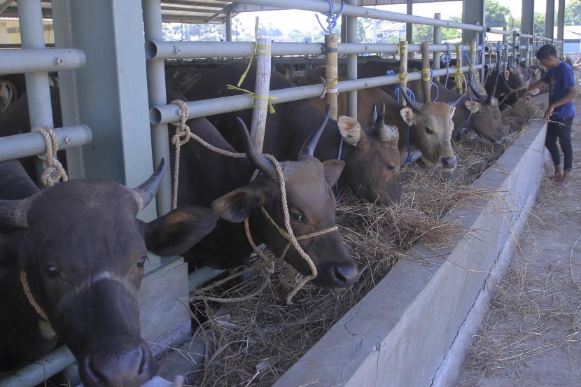 Petugas memberi makan sapi yang ditampung di kandang milik Balai Karantina Hewan NTT sebelum dikirim ke daerah tujuan di Kupang, NTT, Jumat (13/5/2022). Sebanyak 400 ekor sapi tujuan Kalimantan terancam tidak bisa dikirim ke pulau tersebut karena adanya larangan masuk bagi hewan di Kalimantan Tengah dan Kalimantan Selatan dampak dari Penyakit Mulut dan Kuku (PMK) hewan.