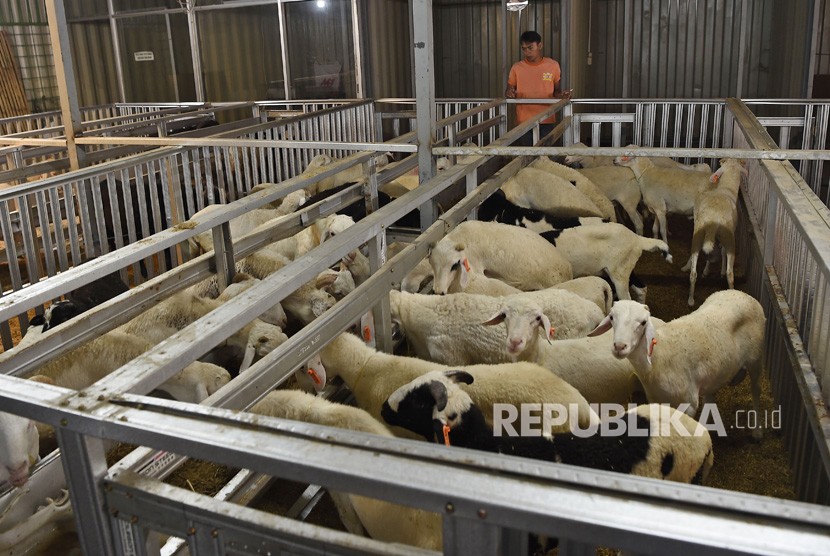 Petugas memberi makan sejumlah kambing dan domba di Eldoka (Etalase Domba Kambing) Mart El Barka, Cilandak, Jakarta Selatan, Kamis (1/8/2019). 