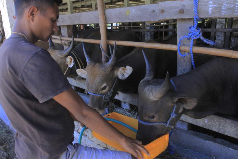 Petugas memberi minum sapi-sapi yang ditampung di kadang di Kupang, NTT, Selasa (10/5/2022). NTT diminta menutup pintu masuk hewan agar terhindar dari PMK (ilustrasi)..