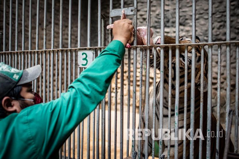 Petugas memberikan makan Harimau benggala (Panthera tigris tigris) di Taman Margasatwa Ragunan, Jakarta, Senin (20/4/2020). Pihak pengelola Taman Margasatwa Ragunan tetap melakukan perawatan terhadap seluruh satwa selama pandemi COVID-19. 