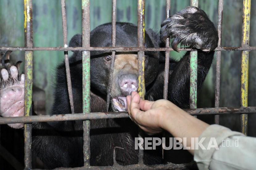 Petugas memberikan makanan kepada Beruang madu (Helarctos malayanus) di Medan Zoo.
