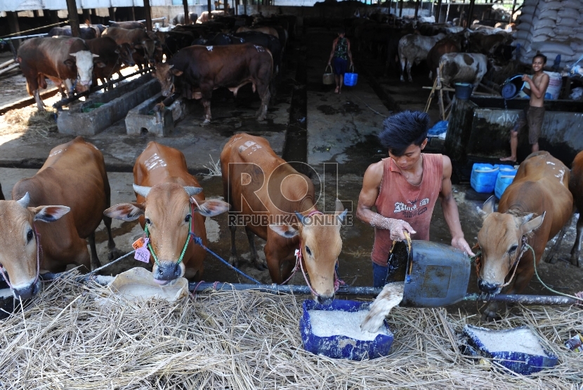 Petugas memberikan pakan sapi di Rumah Potong Hewan (RPH) Cakung, Jakarta Timur, Jumat (18/9).
