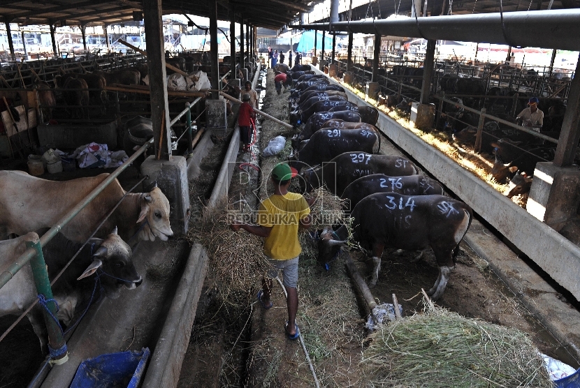 [ilustrasi] Petugas memberikan pakan sapi di Rumah Potong Hewan (RPH) Cakung, Jakarta Timur, Jumat (18/9).Republika/Edwin Dwi Putranto