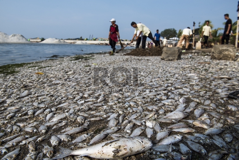 Petugas membersihkan bangkai ikan mati yang terapung di sepanjang Pantai Ancol, Jakarta Utara. Ilustrasi.