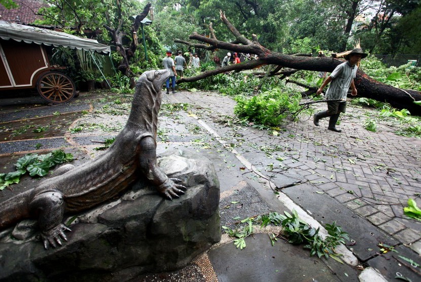 Petugas membersihkan pohon yang tumbang (ilustrasi)