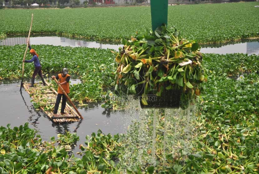  Petugas membersihkan tanaman enceng gondok yang menutupi permukaan Waduk Tomang, Jakarta Barat, Senin (30/9).  (Republika/Rakhmawaty La'lang)