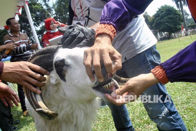 Petugas memeriksa bagian gigi domba saat pemeriksaan hewan kurban di Bursa Hewan Kurban, Pusat Penelitian dan Pengembangan Peternakan (Puslitbangnak) di Jalan Pajajaran, Kota Bogor. (ilustrasi)