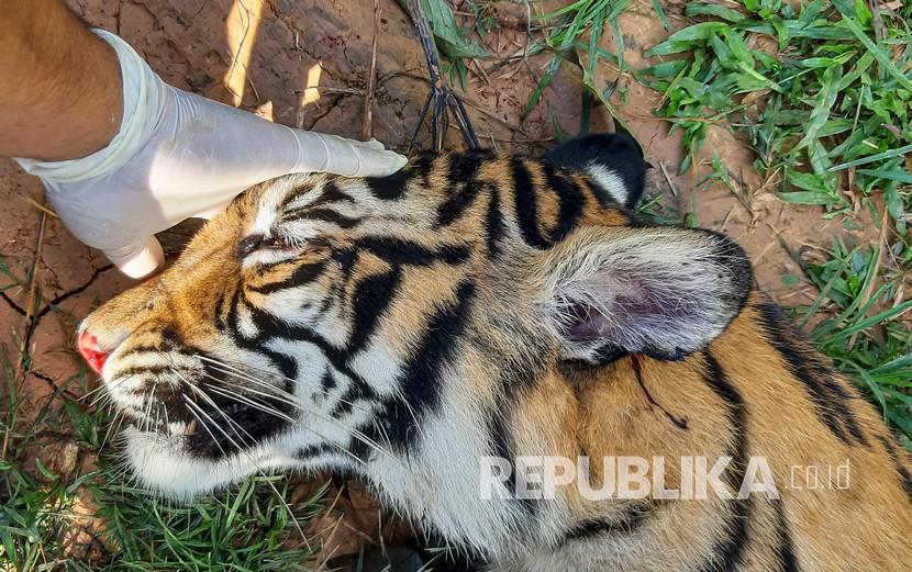 Seekor Harimau Sumatera Ditemukan Mati di Aceh. Petugas memeriksa bangkai harimau Sumatera (Panthera tigris sumatrae) yang ditemukan mati di kawasan perkebunan masyarakat di Kecamatan Trumon, Kabupaten Aceh Selatan, Aceh, Senin (29/6/2020). Harimau Sumatera tersebut diduga mati akibat diracun. 