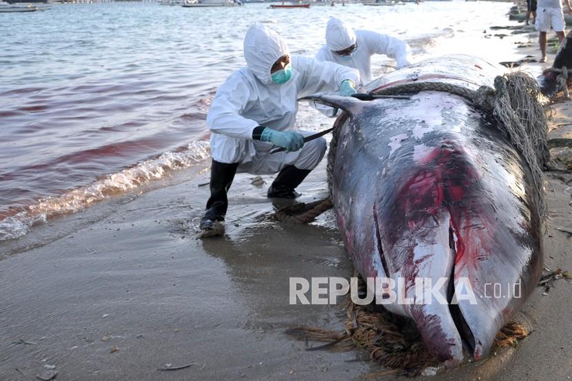 Petugas memeriksa bangkai paus yang terdampar di pantai dan mulai membusuk (ilustrasi)
