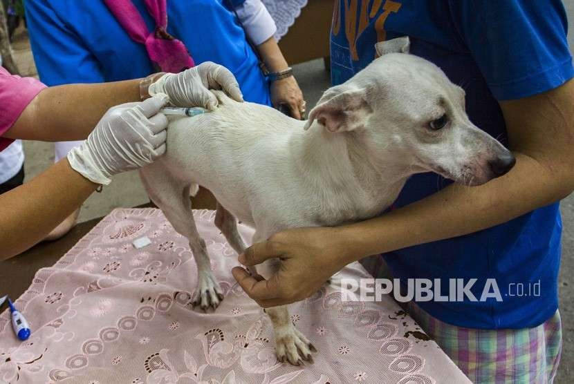 Petugas memeriksa hewan peliharaan anjing di kawasan Mangga Dua Selatan, Jakarta, Rabu (3/10).