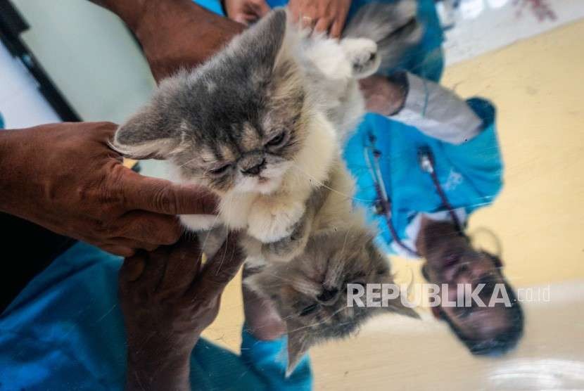Petugas memeriksa hewan peliharaan kucing di Pekalongan, Jawa Tengah. 