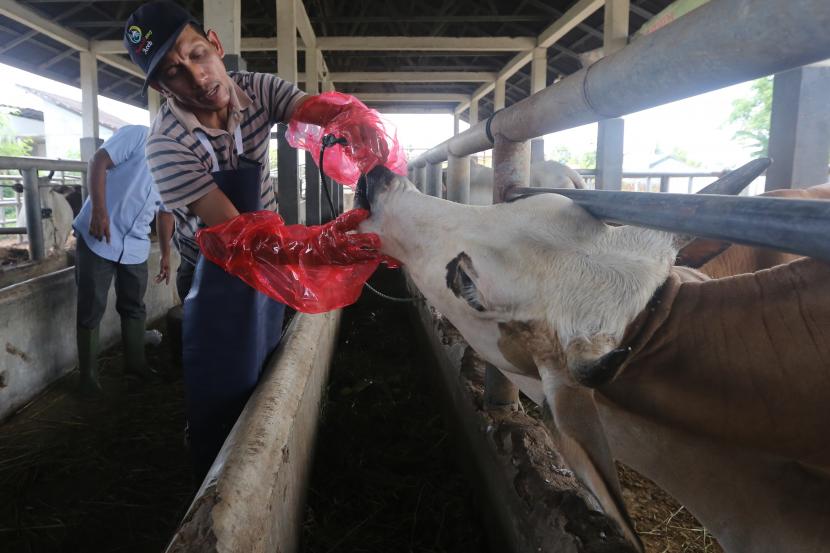 Petugas memeriksa kesehatan hewan sebelum disembelih di Rumah Potong Hewan (RPH). Pemeriksaan rutin di RPH Lambaro itu dilakukan untuk mencegah penyebaran berbagai penyakit termasuk penyakit mulut dan kuku (PMK) hewan ternak sapi. ilustrasi