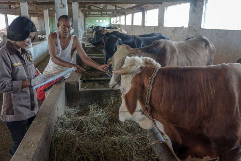 Petugas memeriksa kesehatan sapi yang akan dijual untuk hewan kurban di Pekalongan, Jawa Tengah, Rabu (15/8).