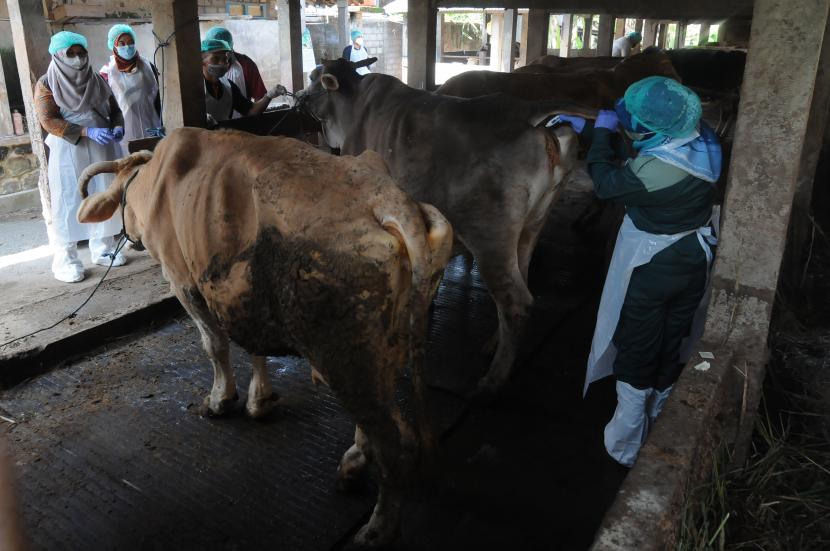Petugas memeriksa kondisi hewan ternak sapi yang terjangkit penyakit mulut dan kuku (PMK). 