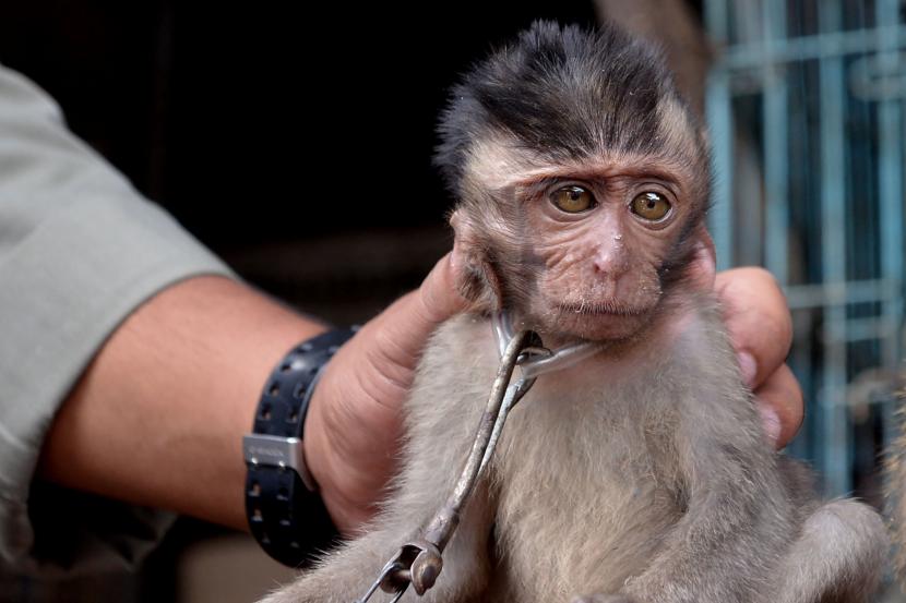 Petugas memeriksa kondisi monyet ekor panjang (Macaca fascicularis) yang dijual warga. (Ilustrasi)