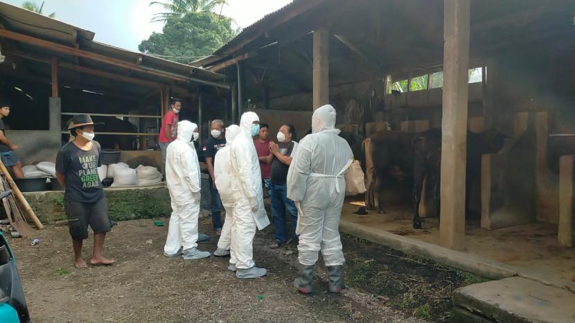 Petugas memeriksa kondisi sapi di sebuah peternakan yang berada di Kecamatan Leles, Kabupaten Garut, Kamis (12/5/2022). Pemkab Garut melaporkan 381 ekor sapi dan 16 ekor domba di daerahnya terinfeksi PMK. 