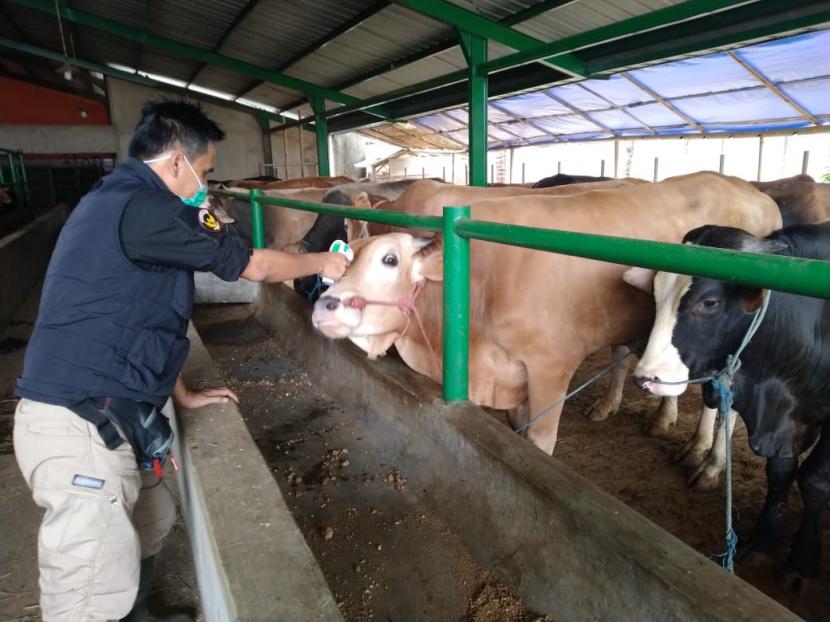 Petugas memeriksa suhu hewan qurban yang dijual di salah satu tempat penjualan hewan qurban di Kota Tasikmalaya, Kamis (9/7). 